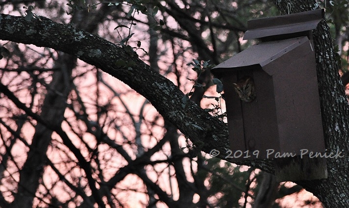 Screech owl at sunset