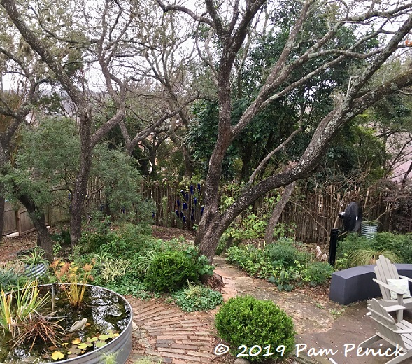 Losing shade trees and replanting