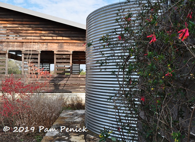 Family Garden and berry-bright possumhaws at Wildflower Center