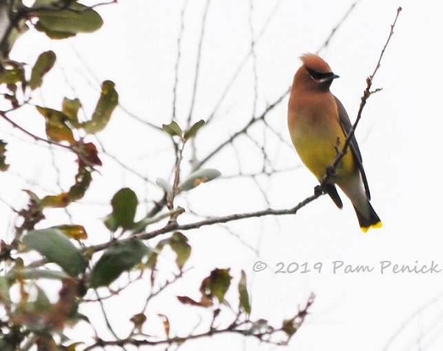 Cedar waxwings chirpily convene