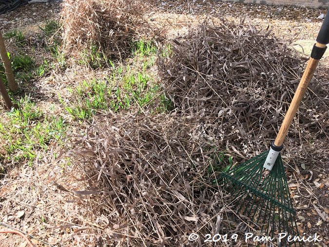 Time to cut back the winter garden