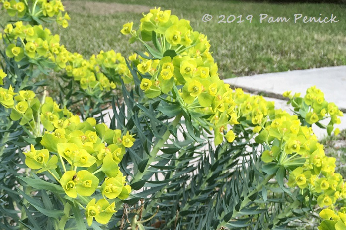 Go figure, gopher plant blooming already