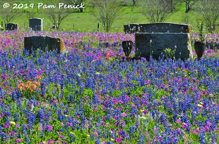 Wildflowers for the dead at Sutherland Springs Cemetery