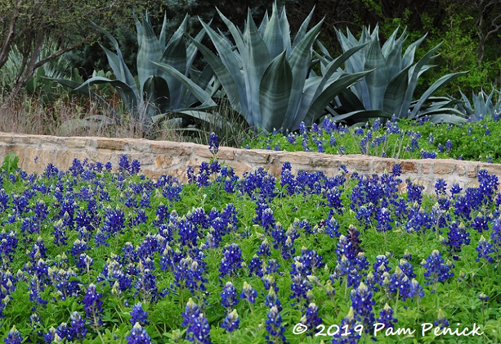 Wildflowers revving up at Wildflower Center