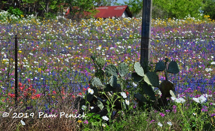 Wildflower superbloom south of San Antonio