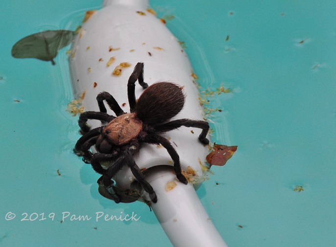 Tarantula going for a swim