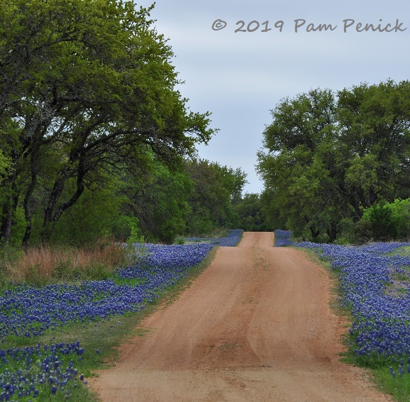 Hill Country bluebonnet drive