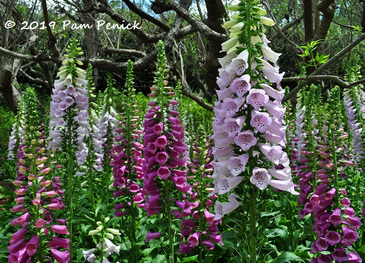 Spring flowers and foliage at Dallas Arboretum