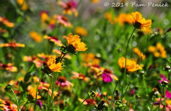 Cat's pollinator garden with a canyon view