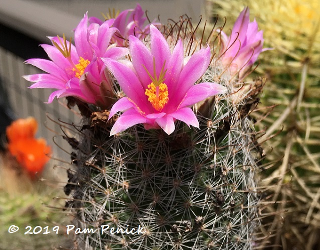 Cactus blooms, round two