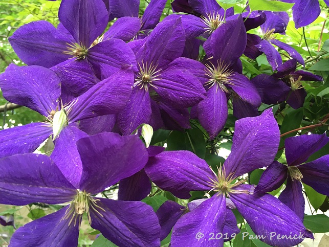 Springtime in Mom's garden