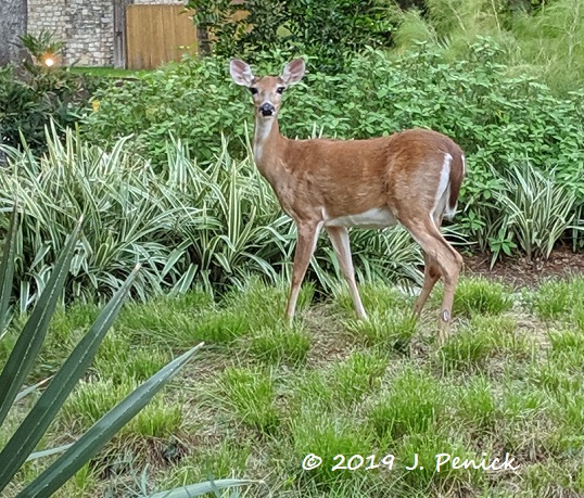 Hoofed visitor