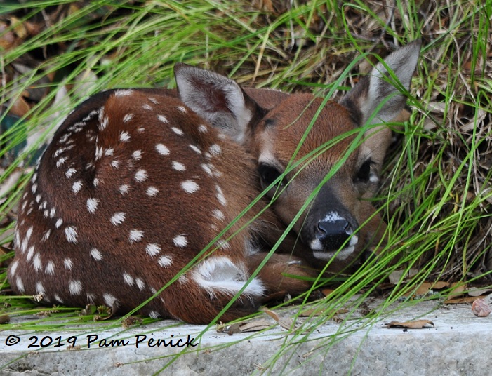 Fawn hiding in plain sight