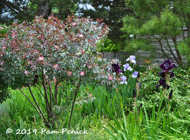 Jan Devore Garden under the pines: Denver Garden Bloggers Fling