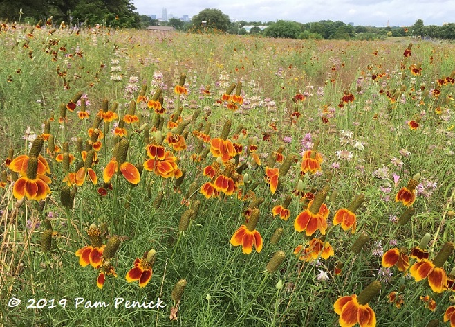Wild for wildflowers at Mueller's Southwest Greenway
