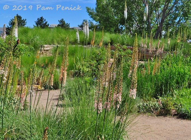 Steppe garden, foxtail lilies, and sculpture at Denver Botanic Gardens: Denver Garden Bloggers Fling