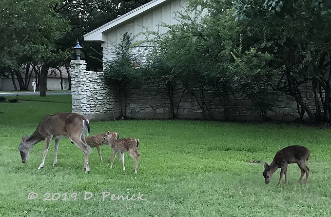 More melanistic deer and a Texas-sized slug