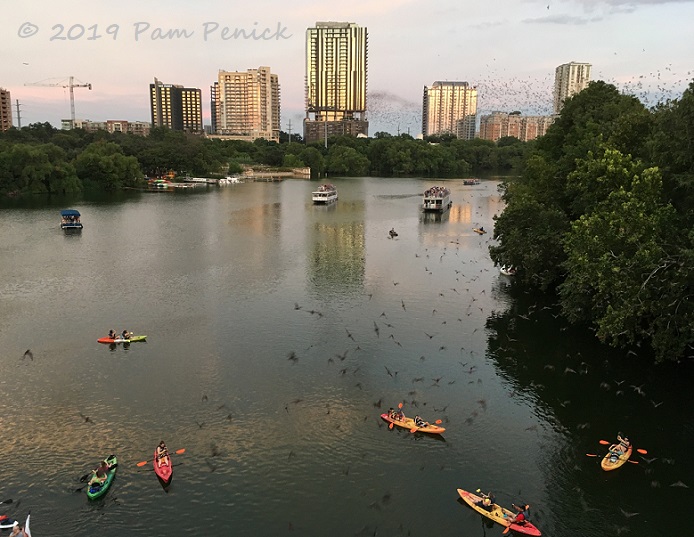 Bat watching in Austin