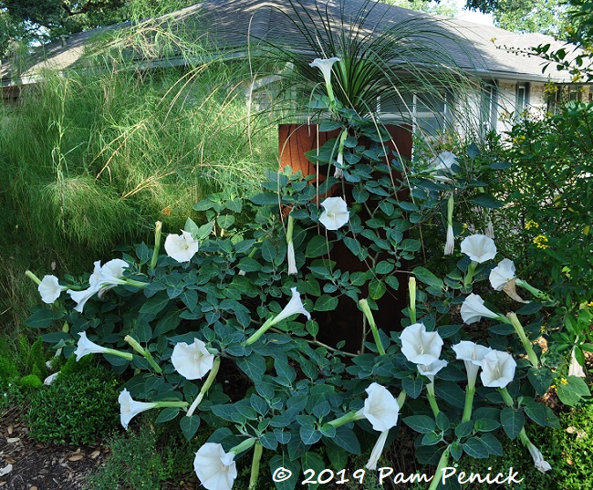 Datura superbloom