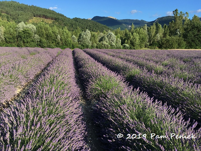 Provence lavender fields and rosy Roussillon