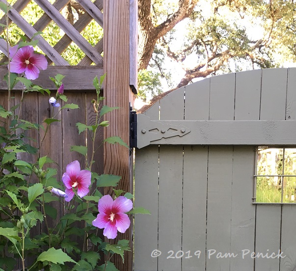 Plant This: 'Purple Pillar' Rose of Sharon