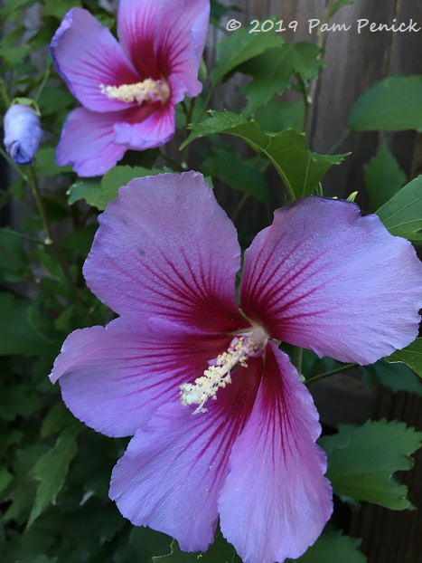 Plant This: 'Purple Pillar' Rose of Sharon - Digging