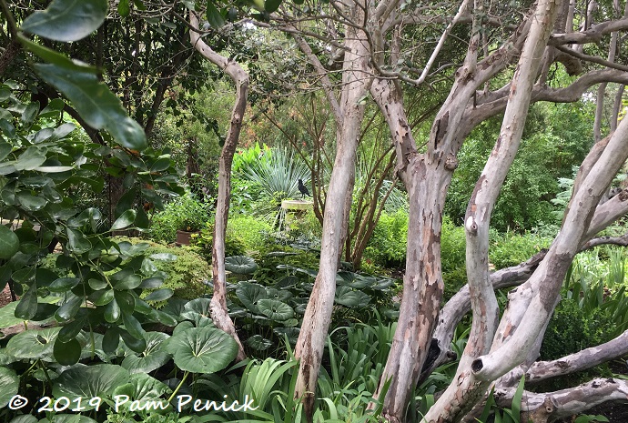 Nolina, yucca, and cypress add xeric structure in lush Austin garden