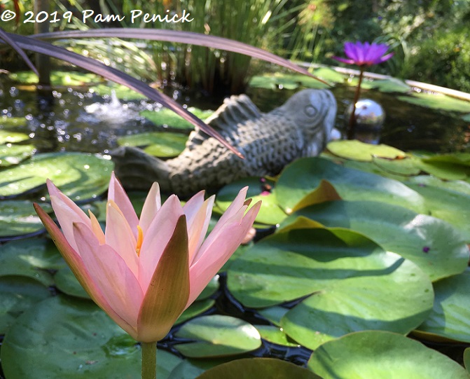 Beneficial insects love a stock-tank pond too