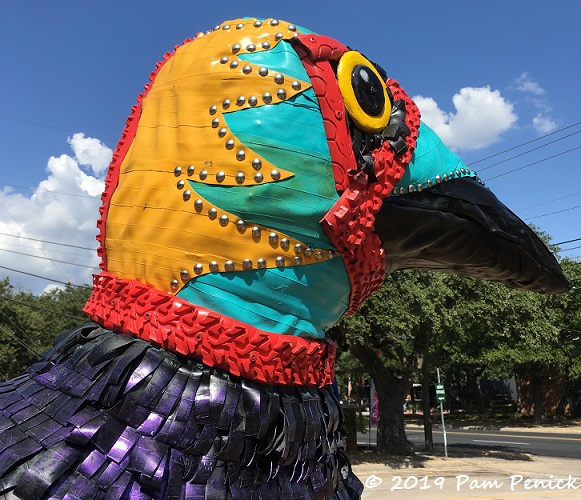 Ganador the lucha libre grackle is ready to wrestle