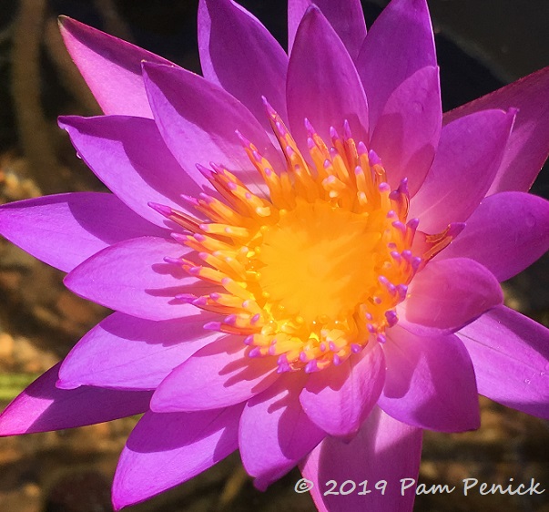 Pond plants aren't sick of summer (but I am)