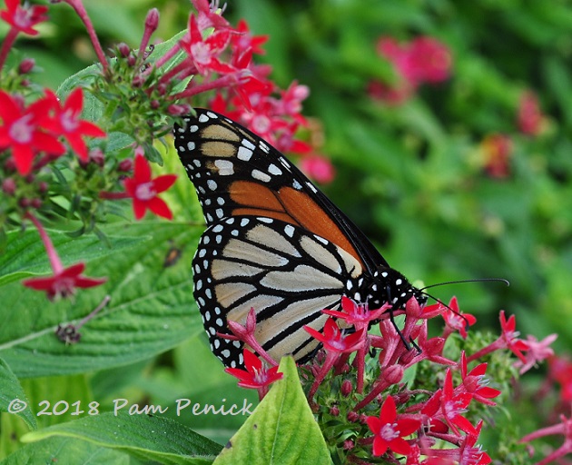 Help the Monarch Migration – Cut Back Tropical Milkweed