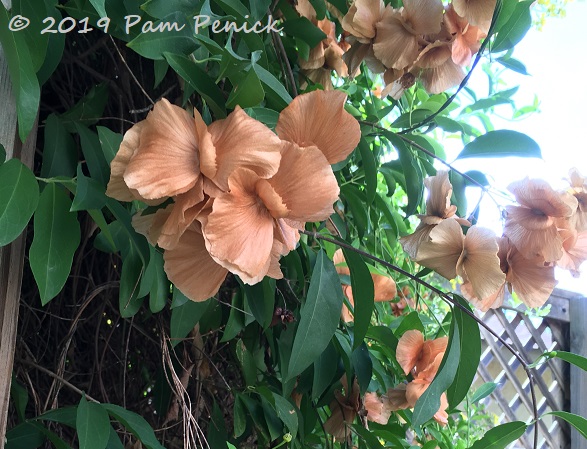 Butterfly vine seedpods flutter into fall garden