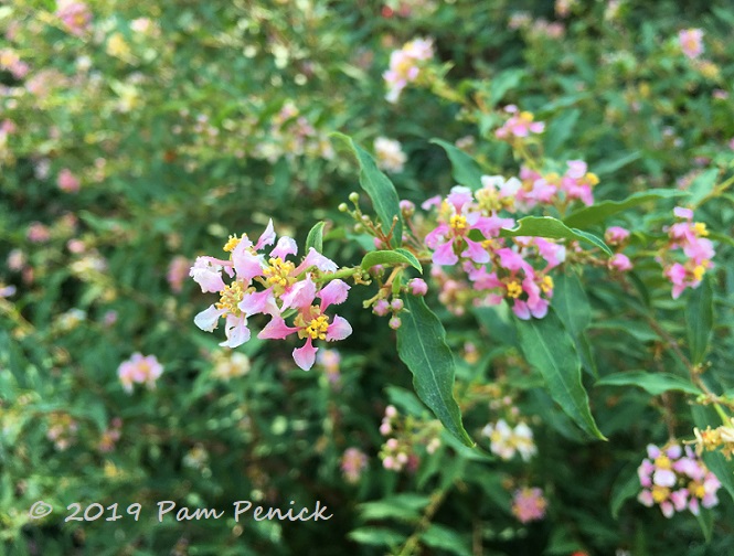 Plant This: Dwarf Barbados cherry