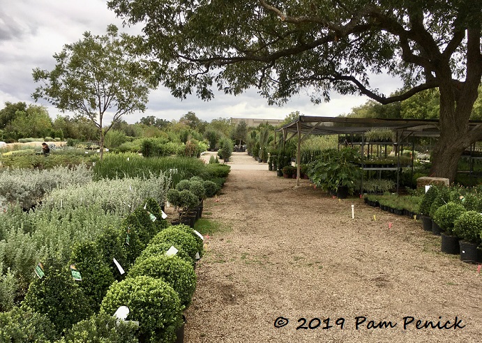 Leaf nursery opens a North Austin location