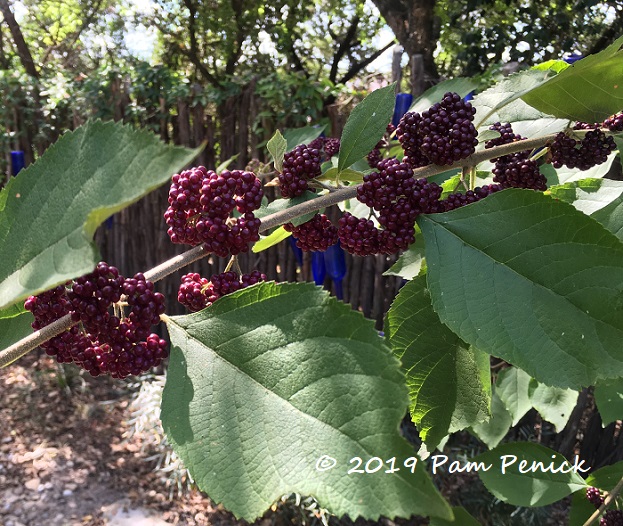 Plant This: Mexican beautyberry