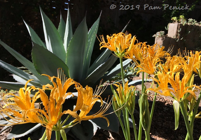 Plant This: Yellow spider lilies