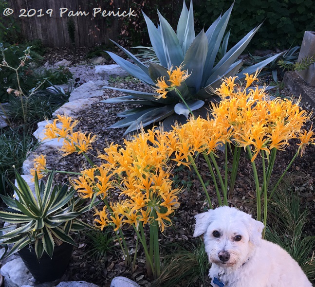 Yellow spider lilies at peak and agave weevil death