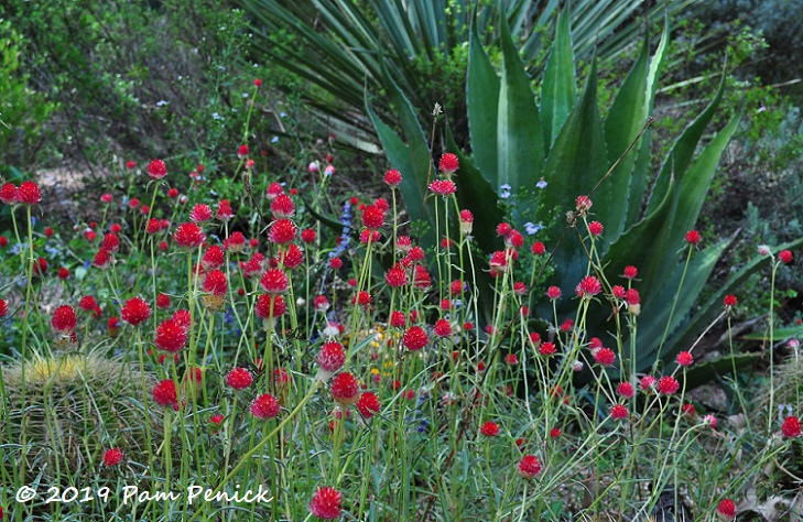 Fall xeriscape garden at Rollingwood City Hall