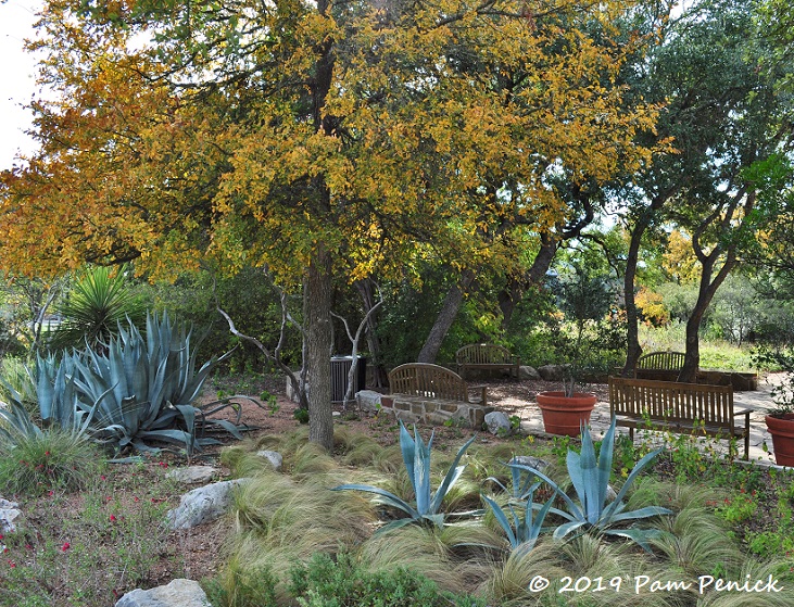 Colorful fall at the Lady Bird Johnson Wildflower Center
