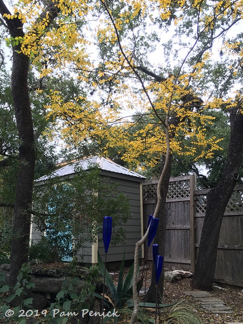 EVE'S NECKLACE Sophora affinis. Sophora affinis ... | Texas trees, Trees to  plant, Shade trees