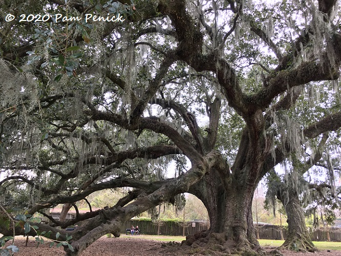Tree of Life, architecture, and jazz in New Orleans New Year
