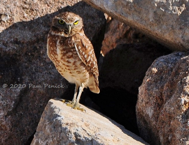 Burrowing owl makes a rocky home in Austin