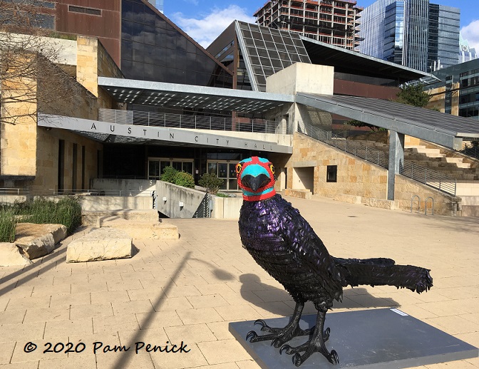 Ganador grackle now rules the roost at Austin City Hall
