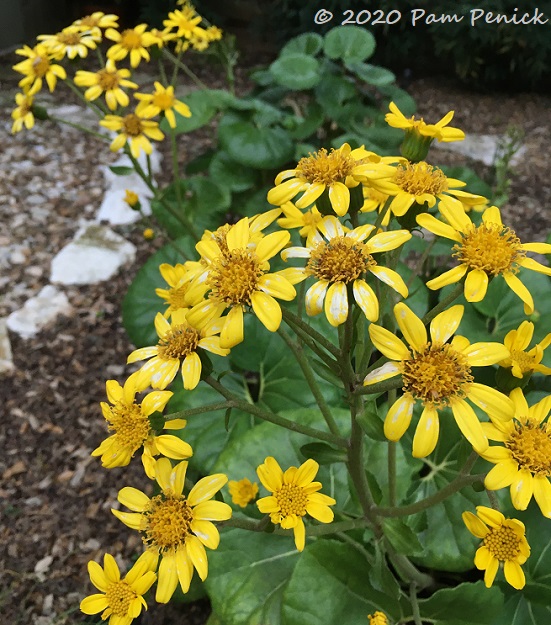 Winter garden flowers thrive in cool weather