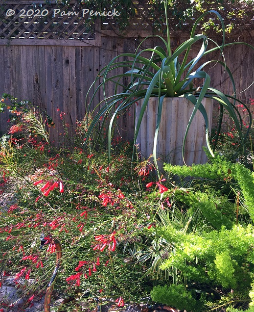 Red in the garden for Valentine's Day