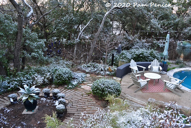 Snow in Austin sugars the garden