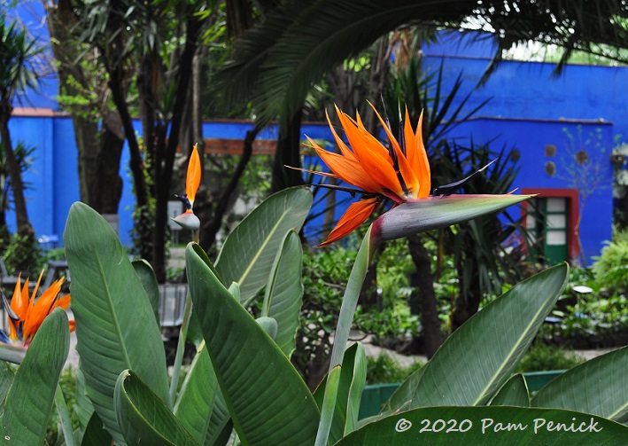 Mexico City: Frida Kahlo's Blue House and garden