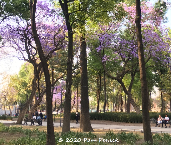 Mexico City: Jacaranda purple haze, Centro Histórico, and native plants