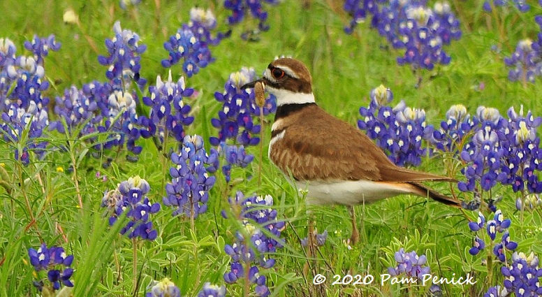 Killdeer in the bluebonnets