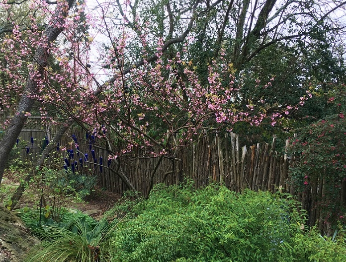 Early spring flowers, some are memories now